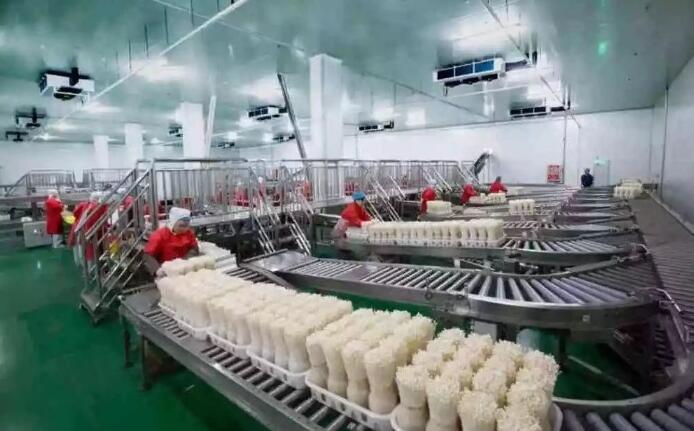 邹城蘑菇 从田间到舌尖的国家级品质承诺